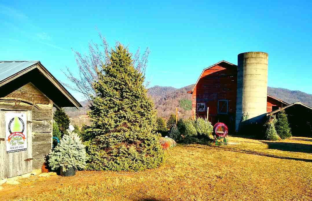 christmastreefarm