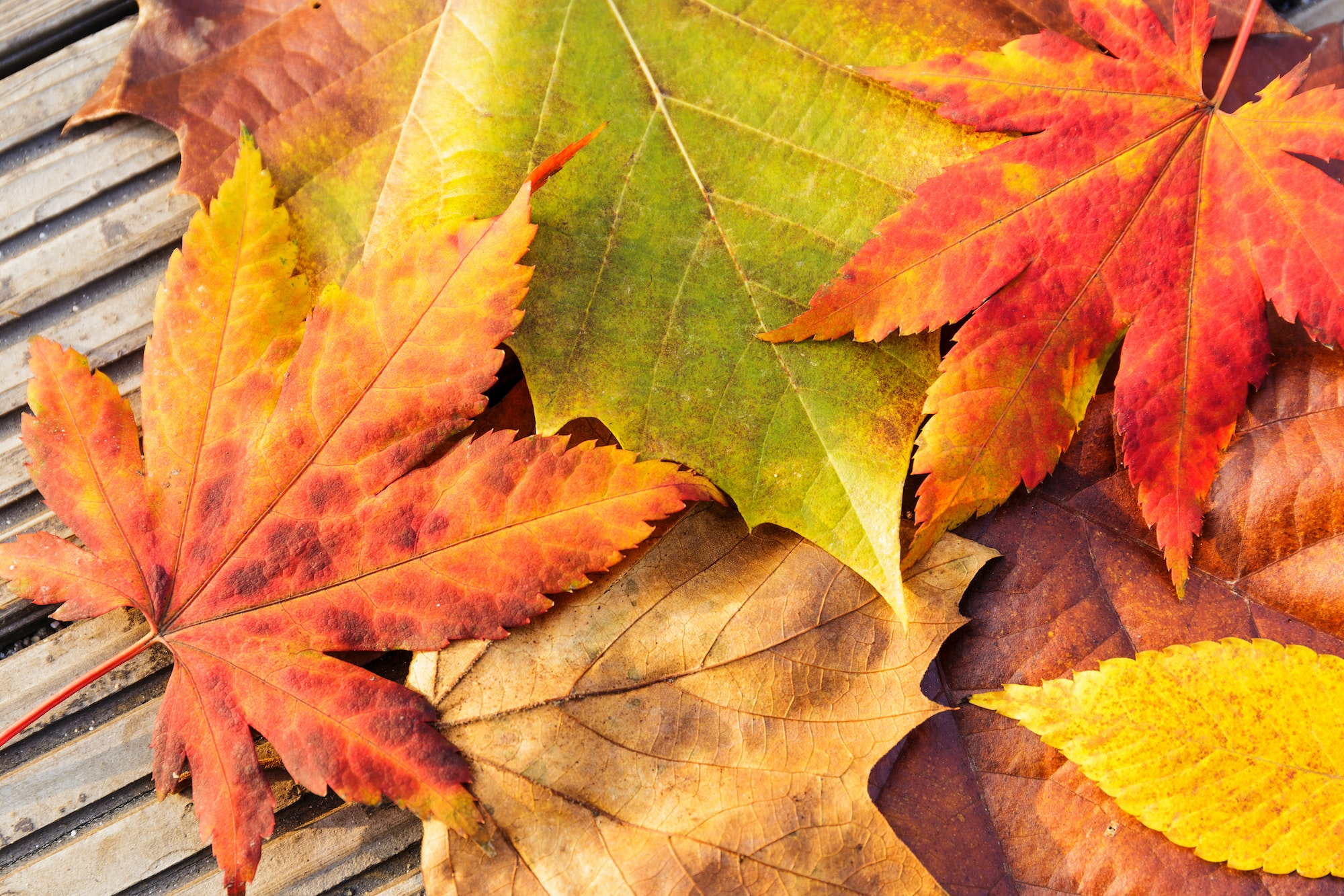 Fall leaves
